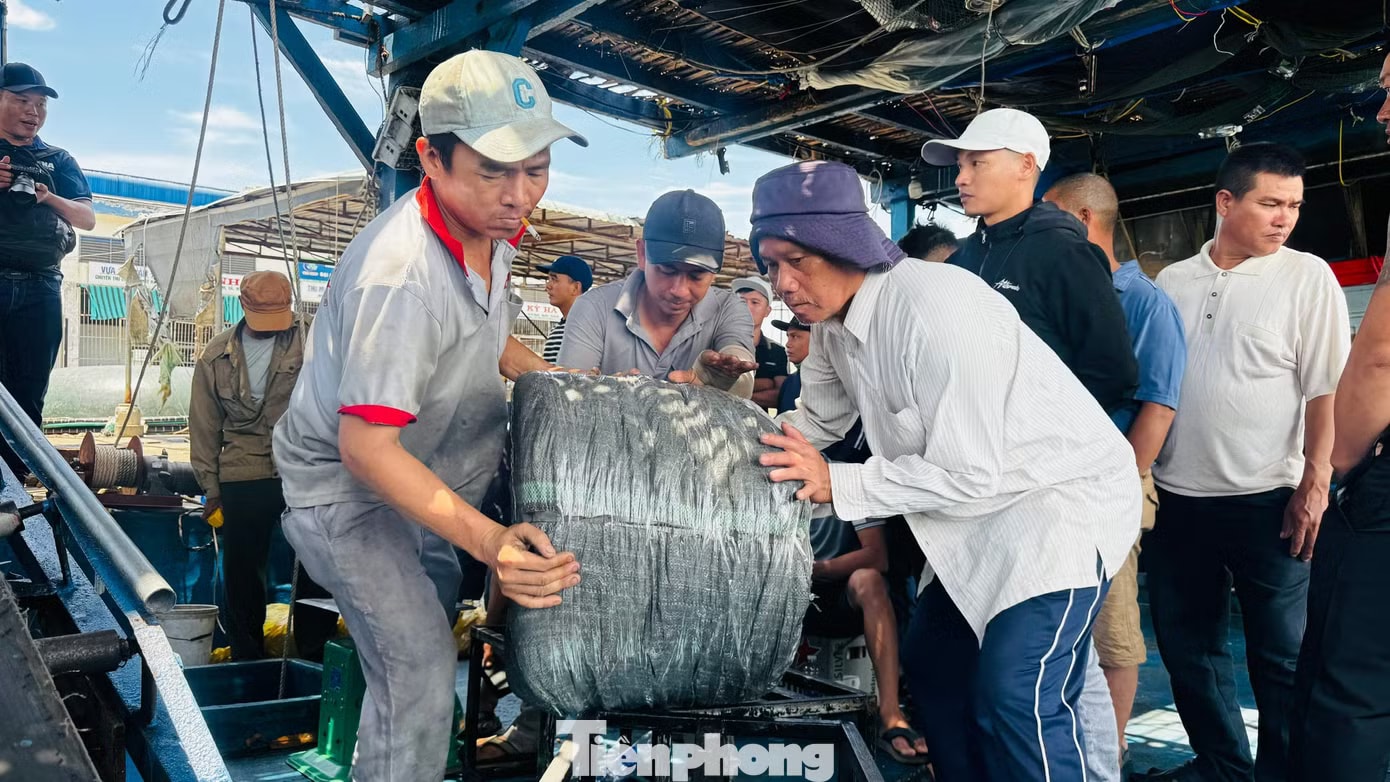 Giá mực cao chưa từng có, mỗi tàu thu về chục tỷ đồng sau chuyến đi biển - Ảnh 3.