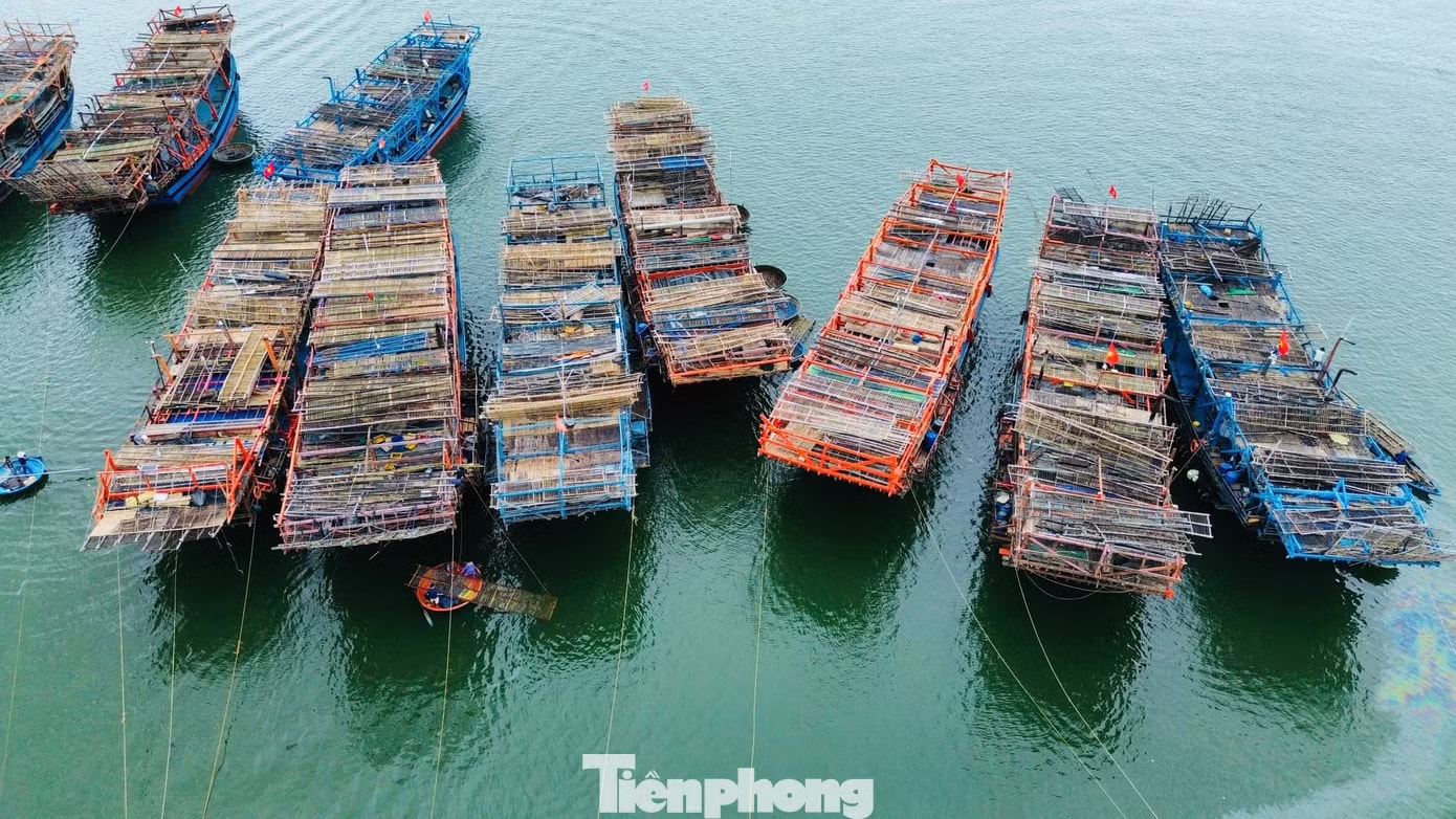 Tàu câu mực của ngư dân xã Bình Sơn. Giá mực cao chưa từng có, mỗi tàu thu về chục tỷ đồng sau chuyến đi biển - Ảnh 9.