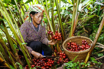 Từng mọc hoang dại không ai màng tới, thứ hạt tỏa hương này bất ngờ vươn lên mức giá gần 300.000 đồng mỗi kg