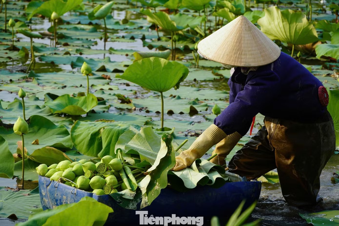 Nghề trồng sen ở quê Bác - Ảnh 3.