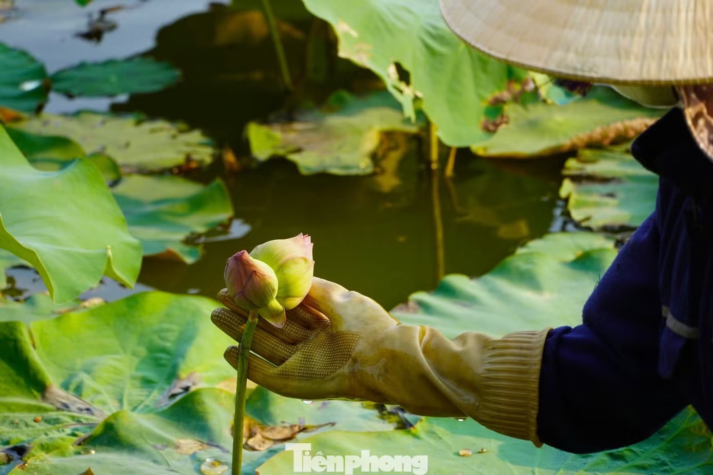 Bông sen Tịnh Đế hiếm gặp trong đầm sen của gia đình chị Thế. Nghề trồng sen ở quê Bác - Ảnh 5.