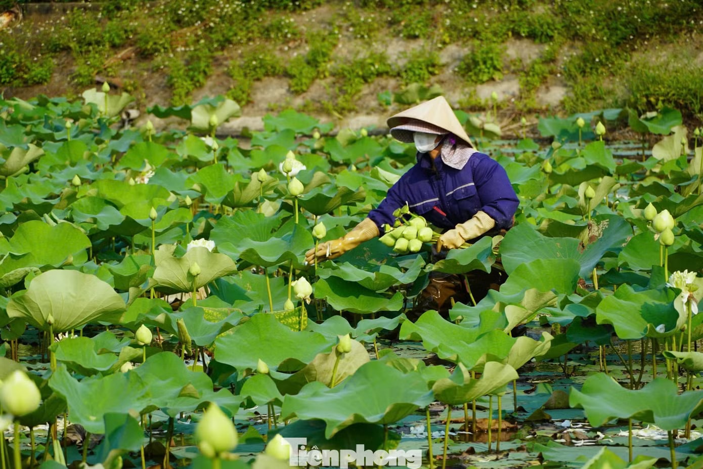 Vợ chồng chị Thế đã cải tạo những đầm hoang để trồng nhiều giống sen quý, phát triển kinh tế. Nghề trồng sen ở quê Bác - Ảnh 1.