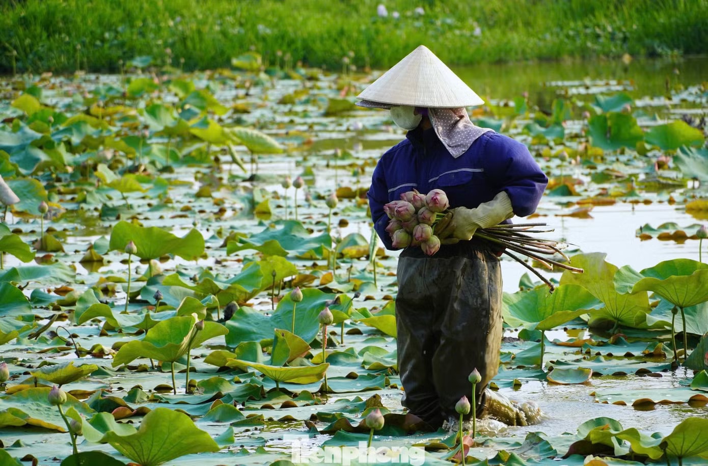 Thu hoạch sen trên đầm. Nghề trồng sen ở quê Bác - Ảnh 4.