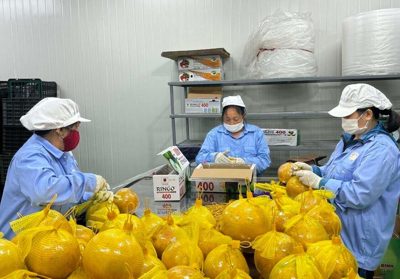 Trung Quốc mở cửa thị trường với 2 loại quả được coi là mặt hàng nông sản có lợi thế nổi bật của Việt Nam.