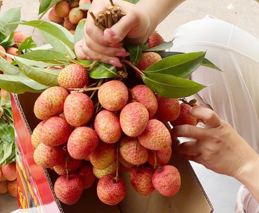 Chưa từng có: 300.000 đồng/kg vải thiều tại vườn - Ảnh 1.