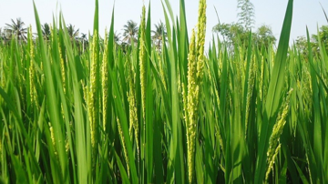 Ghi dấu mốc lịch sử, quốc gia châu Á này trở thành nhà sản xuất gạo lớn nhất thế giới, chính thức soán ngôi Trung Quốc