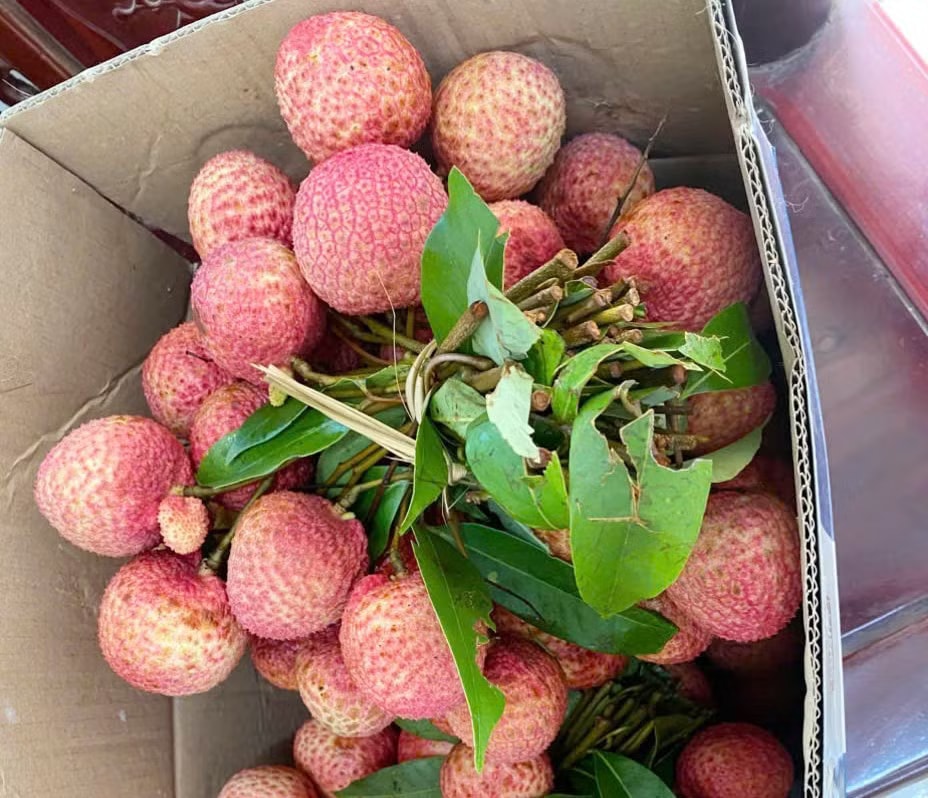 Chưa từng có: 300.000 đồng/kg vải thiều tại vườn - Ảnh 2.