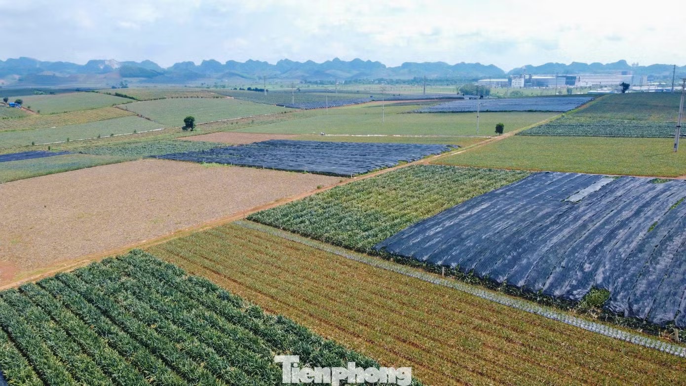 Buốt ruột nhìn ruộng dứa chín la liệt, không ai mua - Ảnh 10.