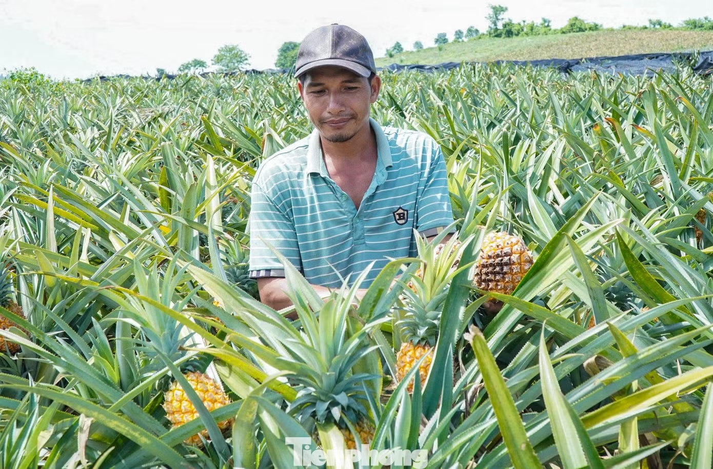 Buốt ruột nhìn ruộng dứa chín la liệt, không ai mua - Ảnh 3.
