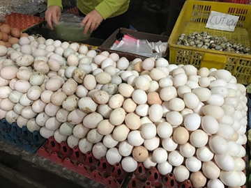 Trứng gà xuống 800 đồng/quả, nông dân càng bán càng lỗ