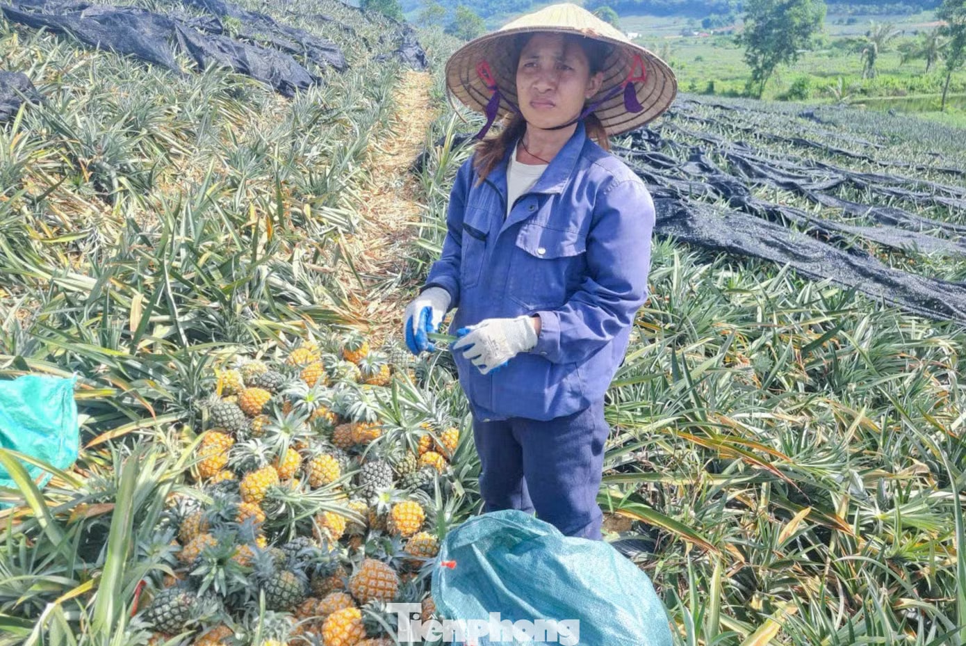 Buốt ruột nhìn ruộng dứa chín la liệt, không ai mua - Ảnh 6.