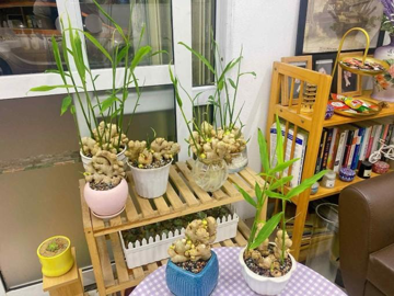 Vì sao nhiều gia đình thích trồng gừng trong nhà? 4 lợi ích không phải ai cũng biết