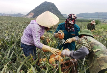 Nông dân Thanh Hóa thắt ruột gan khi dứa chín rục giá rẻ như bèo, lên Hà Nội lại 40.000 đồng/kg