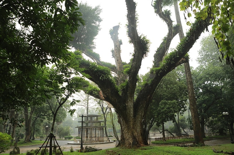 vuon-bach-thao-ha-noi-8.jpg