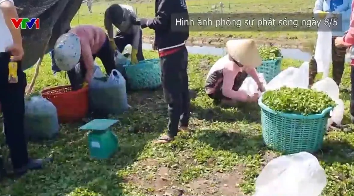 Lừa đảo hơn 1.000 tỷ đồng từ hàng trăm nhà đầu tư, Chủ tịch công ty rau má bị khởi tố - Ảnh 2.