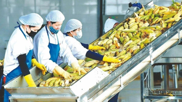 Bán ngô, sắn gặp khó, 'đại gia' nông nghiệp miền Bắc muốn chuyển hướng sang ngành y tế