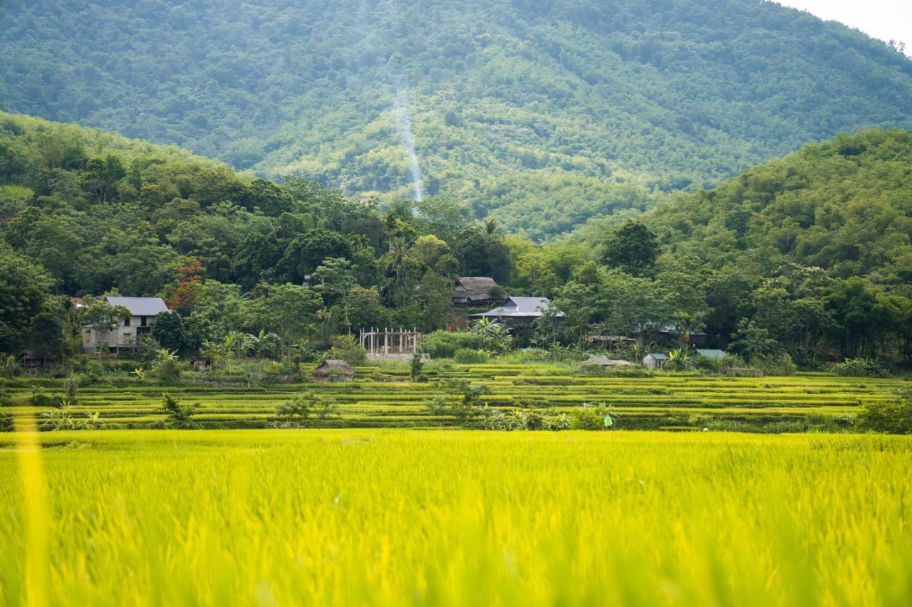 Đắm say vẻ đẹp Bản Đôn Pù Luông mùa lúa chín (Nguồn- Báo Lao Động)