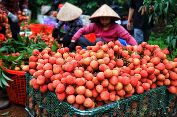 Đưa rau quả từ vườn Việt Nam lên thẳng bàn ăn Trung Quốc ngay trong 24 giờ