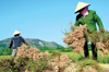 Từng ‘nếm trái đắng’ vì phụ thuộc nguồn cung, quốc gia vạn đảo đặt cược vào loại củ quen thuộc mà Việt Nam trồng 'la liệt'