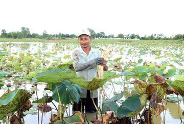 Nông dân Cần Thơ trồng linh hoạt lúa với loại cây lấy ngó, đều đặn ‘đút túi’ tháng 30 triệu