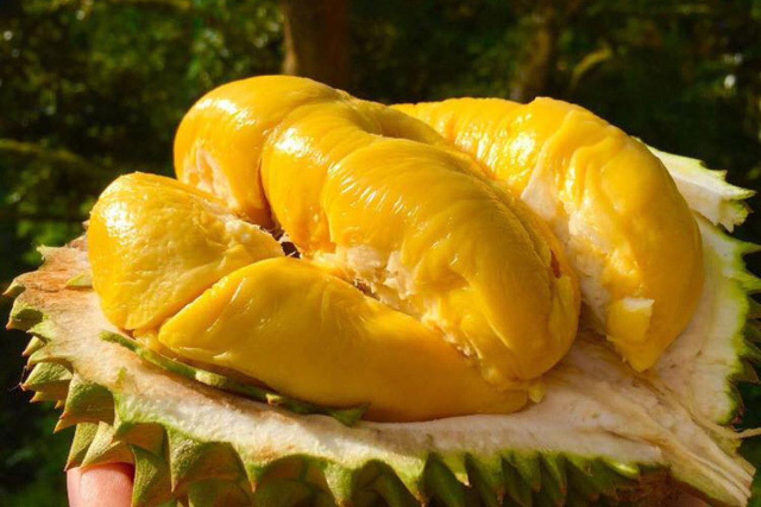 Sầu riêng 'vua' chỉ còn giá 3000đ quả tại Malaysia
