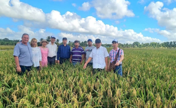Việt Nam đem bí quyết trồng ‘hạt vàng’ sang Cuba, kết quả sau vài tháng đã rõ ràng