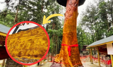 Đại gia đề nghị đổi 22 căn nhà lấy 8 cây gỗ, dân làng lắc đầu, đáp lại bằng một câu