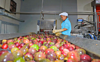 Việt Nam sở hữu 'mỏ vàng xanh', nằm trong top 10 thế giới về xuất khẩu được Trung Quốc và châu Âu ráo riết thu mua