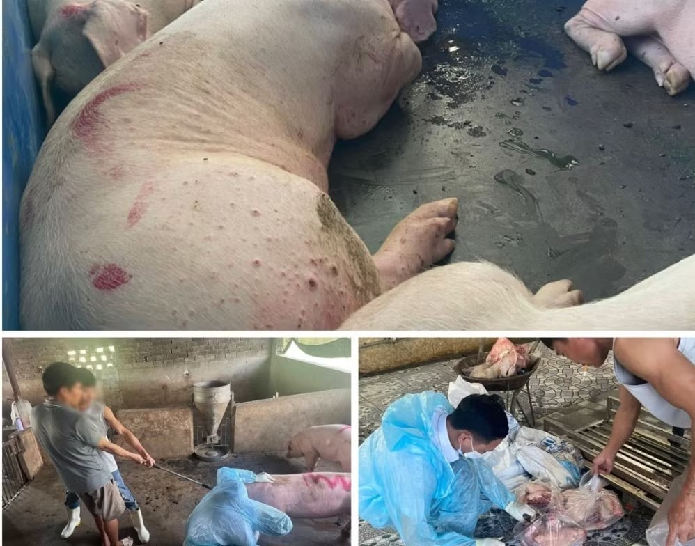 21 con lợn nhiễm dịch tả lợn châu Phi bị tuồn ra thị trường. Khởi tố nhóm người đưa lợn nhiễm bệnh ra thị trường - Ảnh 1.