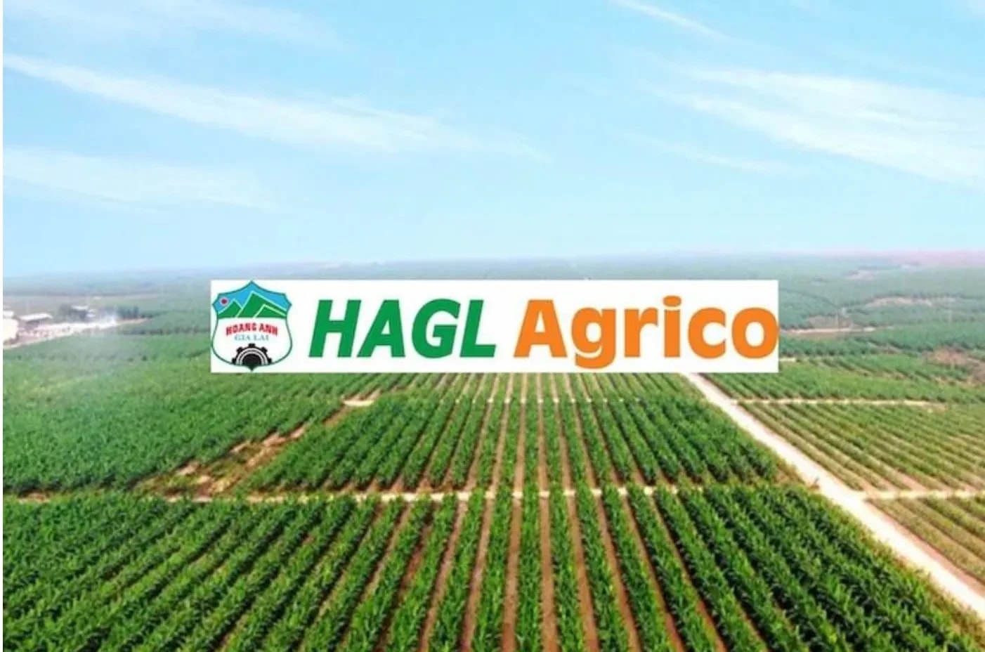 Đang lúc khó khăn, nhân sự chủ chốt của HAGL Agrico nộp đơn từ nhiệm - Ảnh 1.