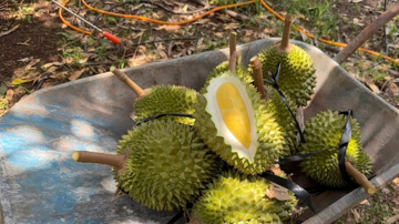 Sầu riêng Việt Nam nhiều hơn Thái Lan, sát thị trường Trung Quốc nhưng vì sao vẫn khó xuất khẩu?
