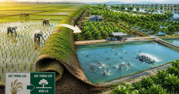 Tự ý chuyển đất trồng lúa sang đất trồng cây nuôi cá: Khi thu hồi có được đền bù không?