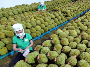 Sầu riêng xuất khẩu bứt tốc, nhà vườn vẫn 'thấp thỏm' vì giá giảm