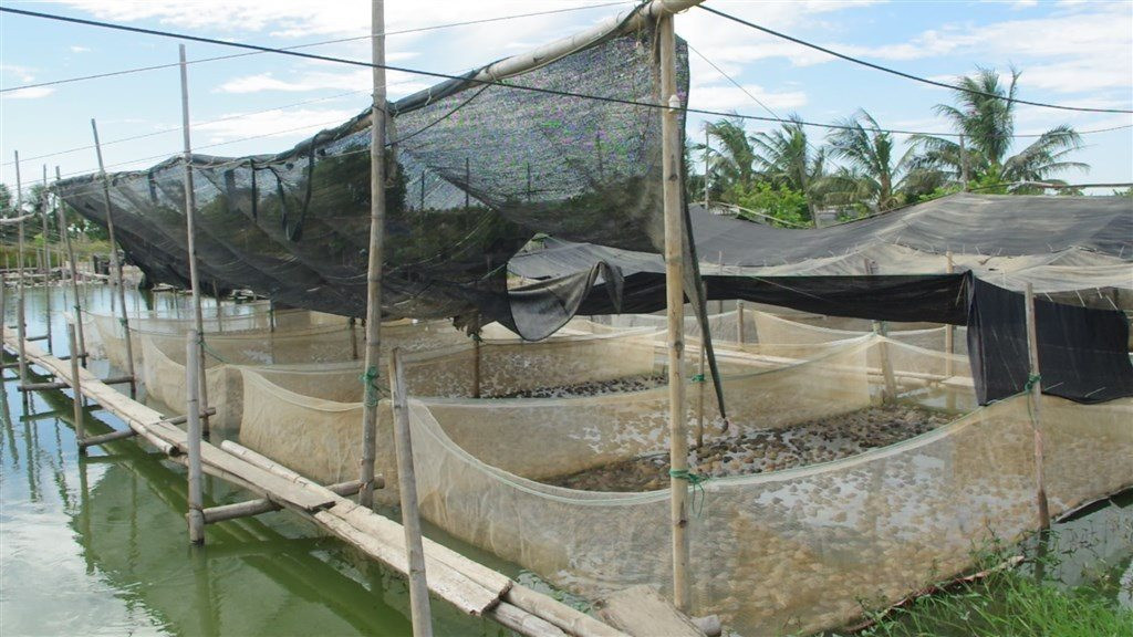 Mô hình nuôi ếch