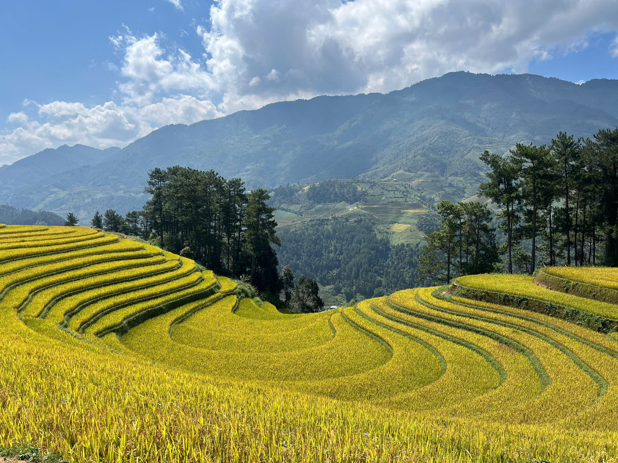 Phát hiện Việt Nam có rừng trúc hơn 80 năm đẹp như 'phim trường cổ trang', nằm ẩn mình giữa đại ngàn Tây Bắc - Ảnh 5.