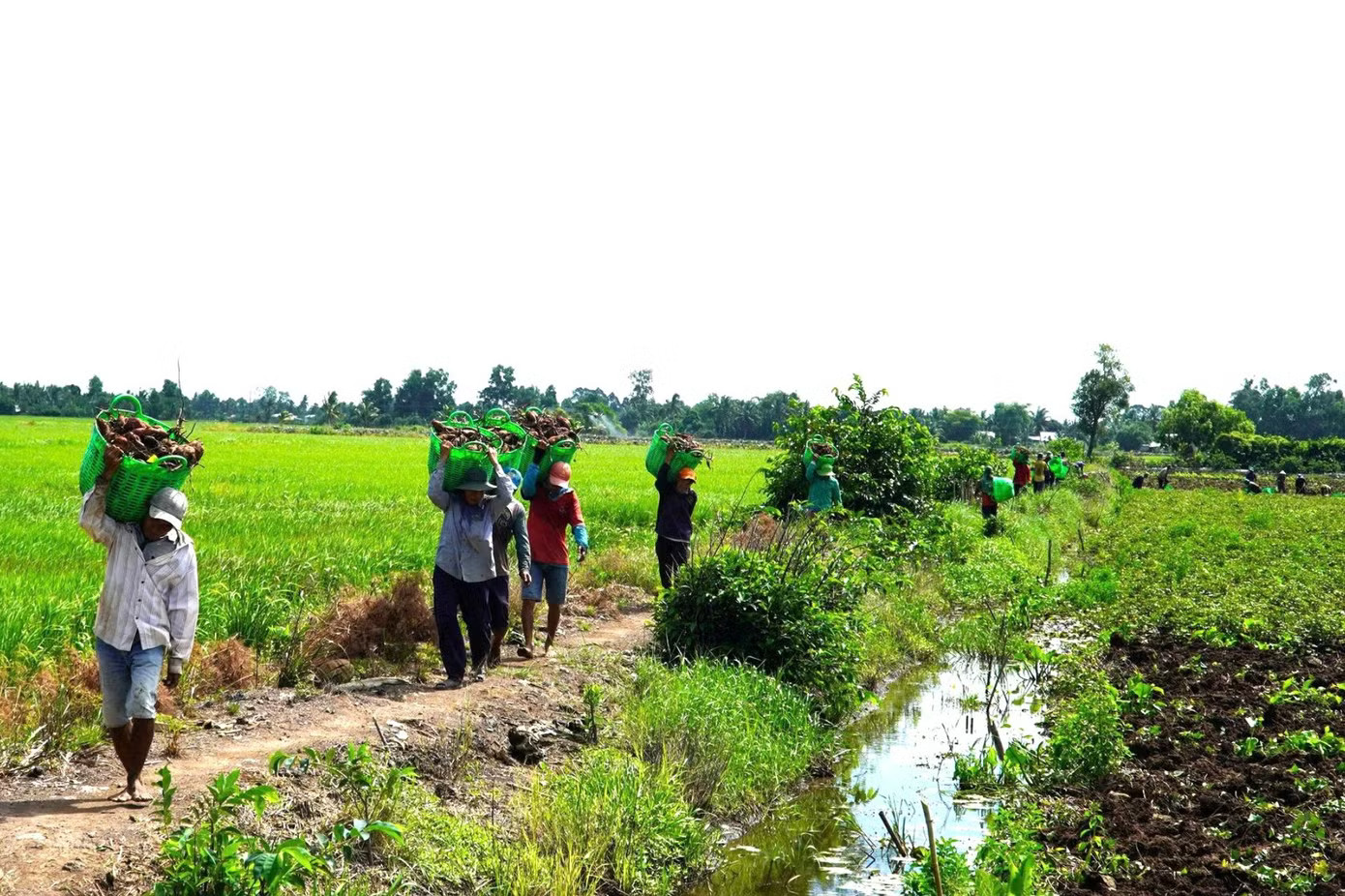 Giá khoai lang lao dốc, nông dân 'đứng ngồi không yên' - Ảnh 6.