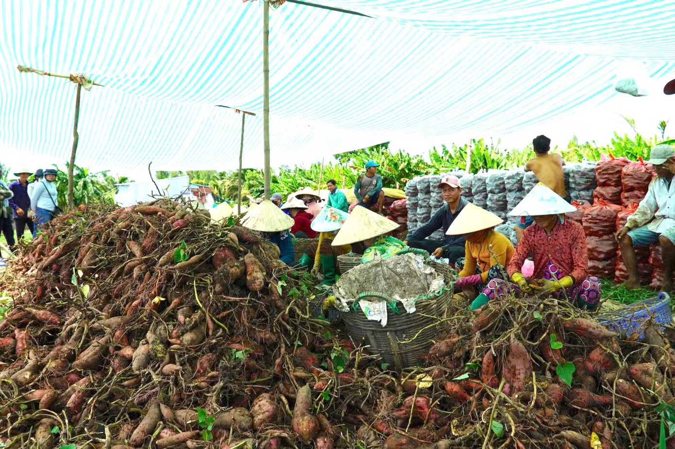 Giá khoai lang lao dốc, nông dân 'đứng ngồi không yên' - Ảnh 9.