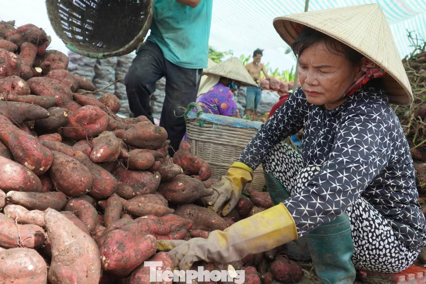 Giá khoai lang lao dốc, nông dân 'đứng ngồi không yên' - Ảnh 2.