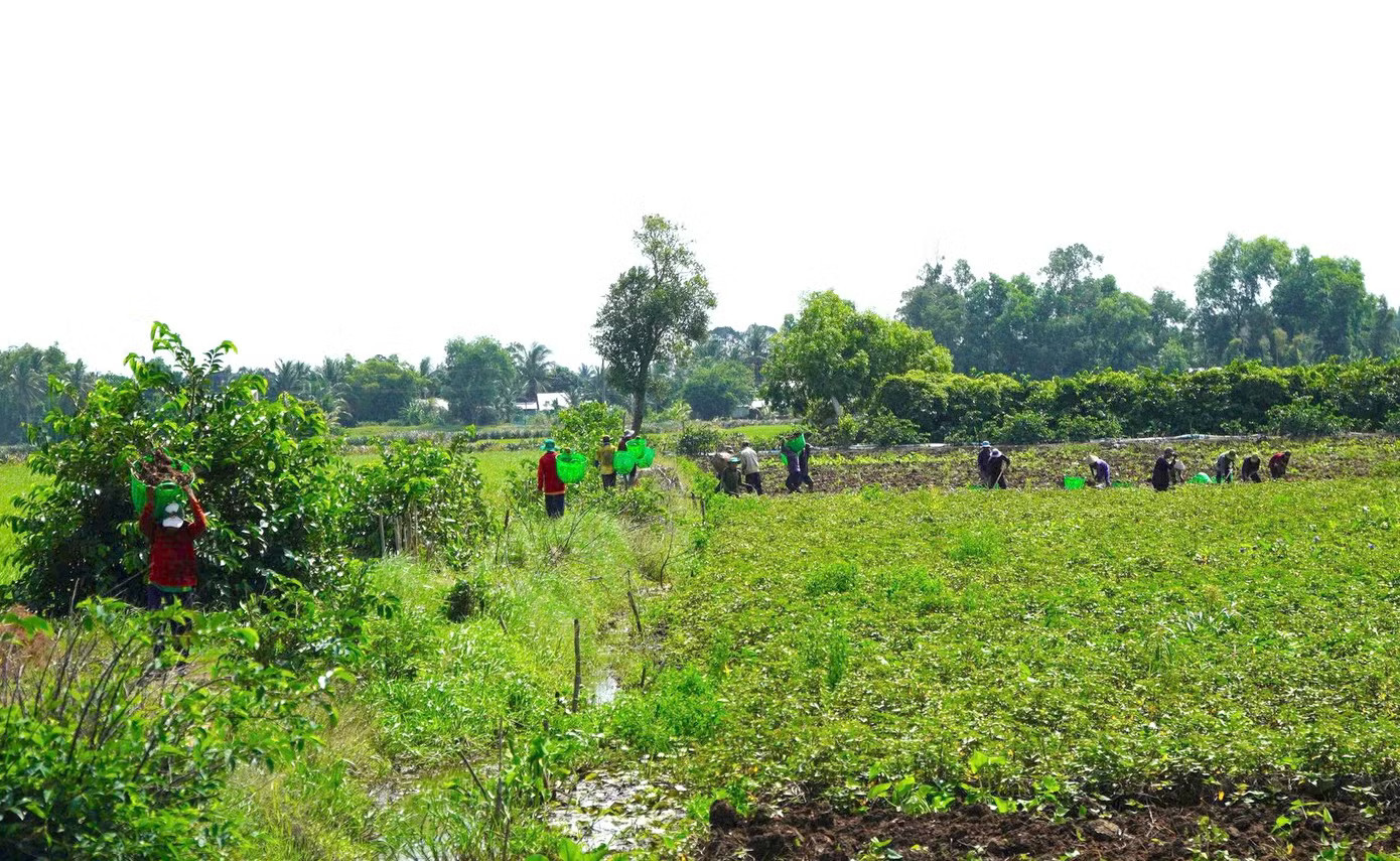 Giá khoai lang lao dốc, nông dân 'đứng ngồi không yên' - Ảnh 5.
