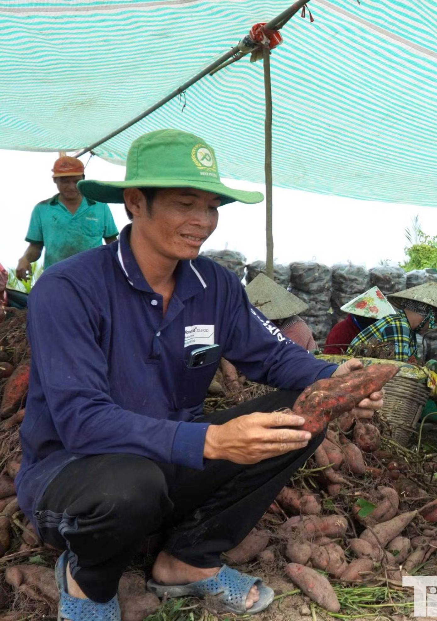 Giá khoai lang lao dốc, nông dân 'đứng ngồi không yên' - Ảnh 4.