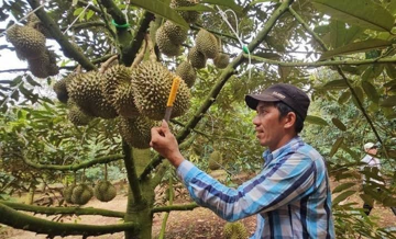 Độc đáo nghề 'nghe tiếng ăn tiền': Mỗi ngày kiếm cả triệu bạc giữa vườn cây