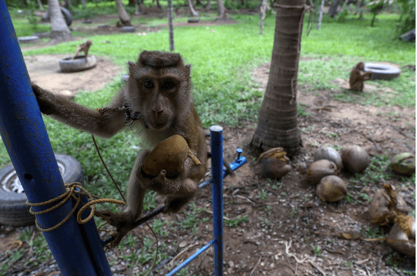 thailan7_1784693679.png