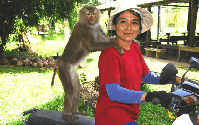 thailan1_1784693513.png