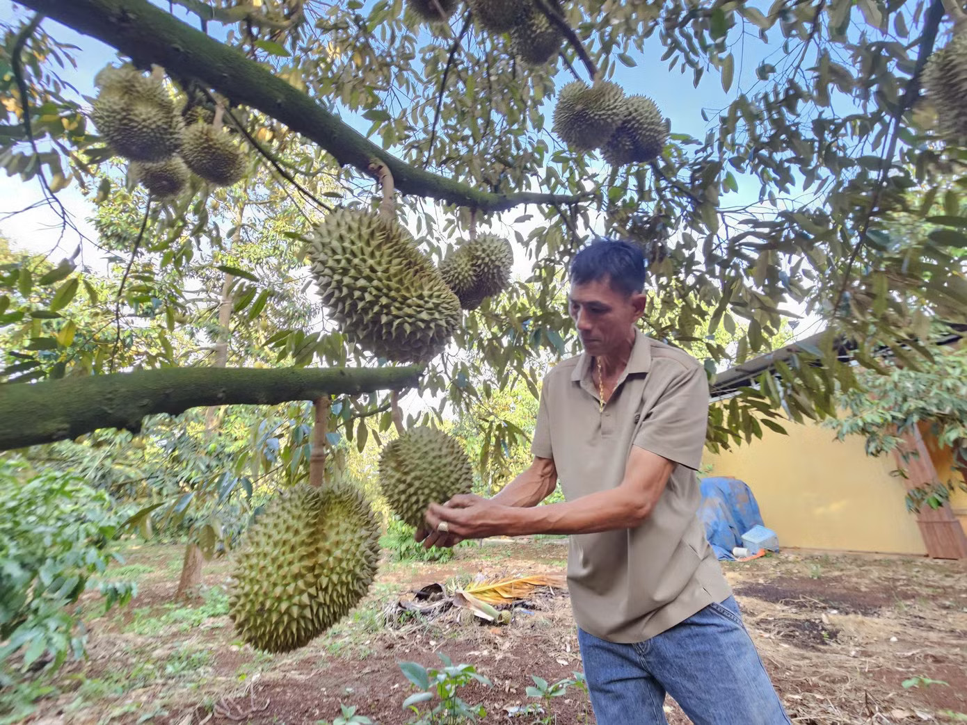 Sầu riêng xã Krông Pắk đã có thương hiệu, được xuất khẩu chính ngạch trong nhiều năm. Đấu giá sầu riêng tại vườn: Bất ngờ về loại A - Ảnh 2.