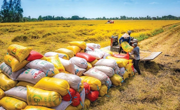 Giá gạo xuất khẩu phục hồi, Việt Nam chịu sức ép cạnh tranh từ Ấn Độ