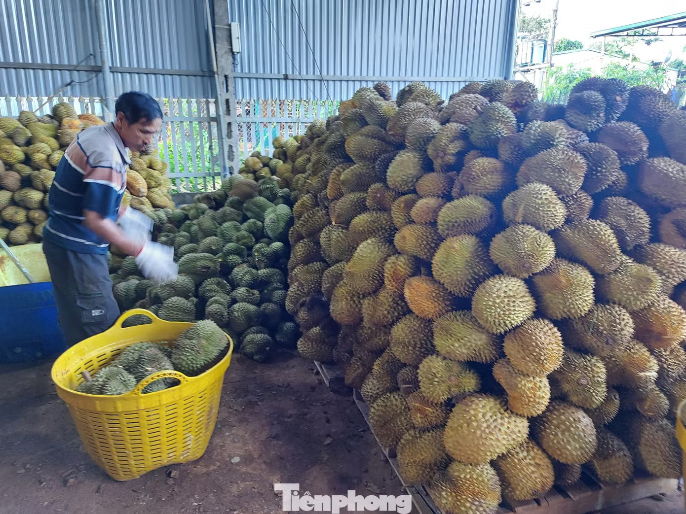 Vụ Thứ trưởng NN&MT bị bắt: Tức nghẹn 'giấy phép con' xuất khẩu sầu riêng - Ảnh 1.