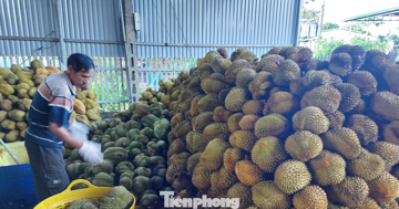 Vụ Thứ trưởng NN&MT bị bắt: Tức nghẹn 'giấy phép con' xuất khẩu sầu riêng