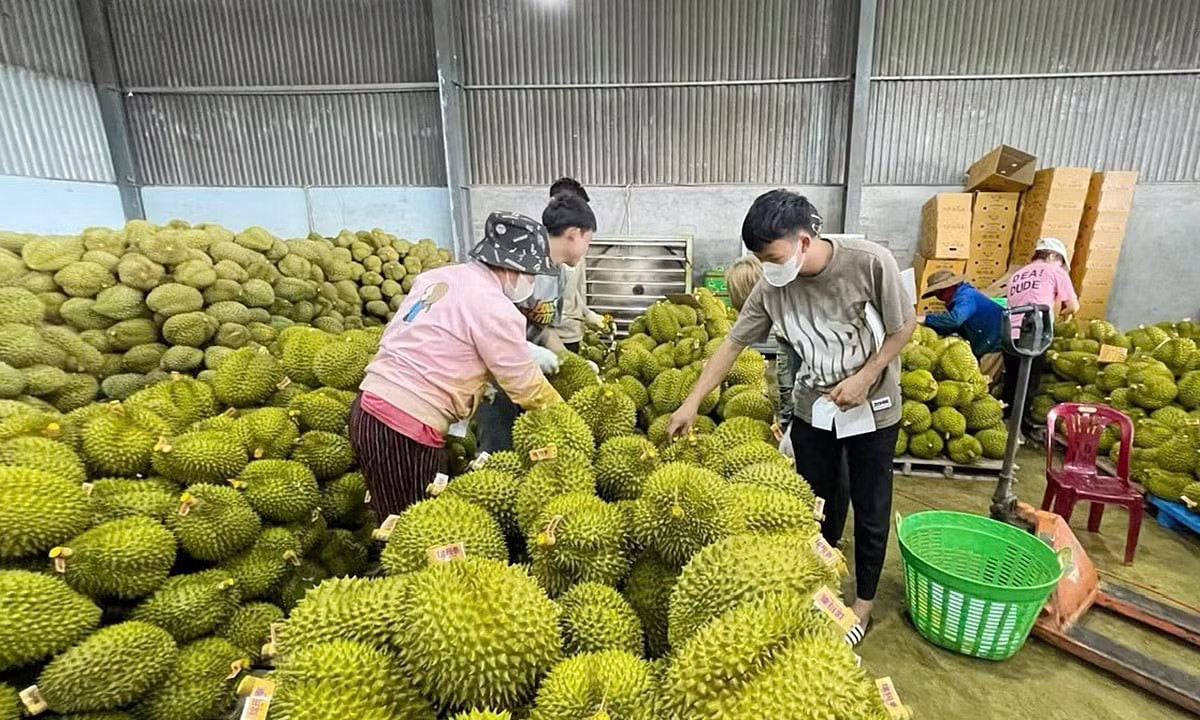 Vụ án sầu riêng: 'Hộ chiếu' tỷ USD và những khoảng trống quản lý - Ảnh 1.