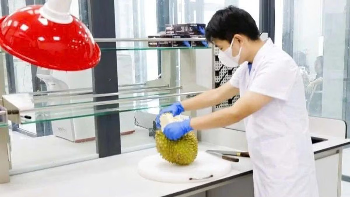 Vụ án sầu riêng: 'Hộ chiếu' tỷ USD và những khoảng trống quản lý - Ảnh 2.