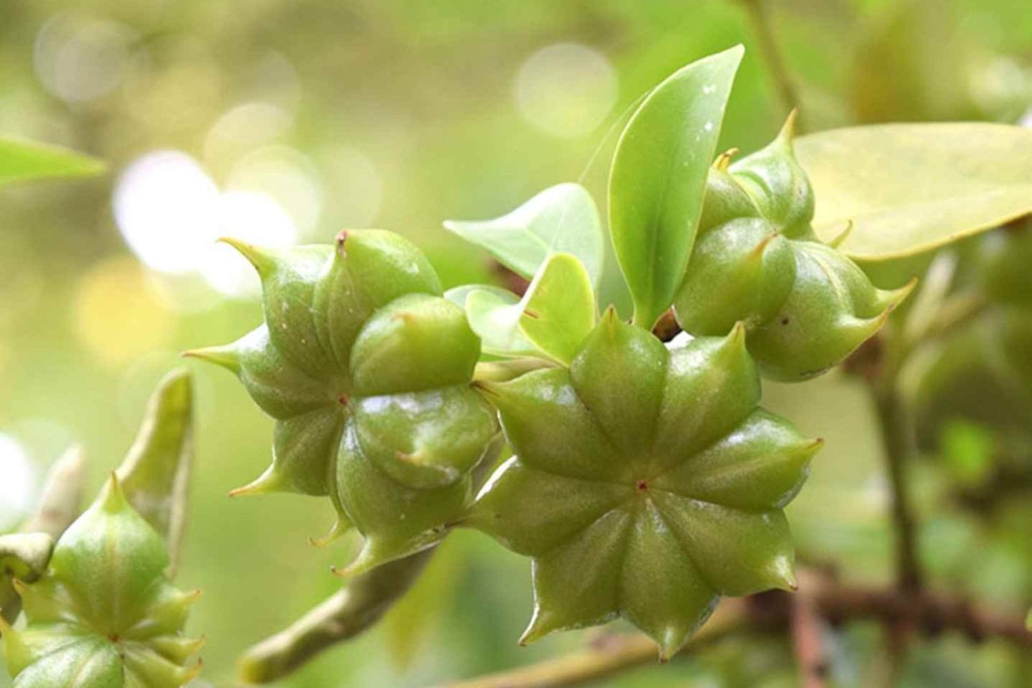 Hoa hồi khi còn tươi